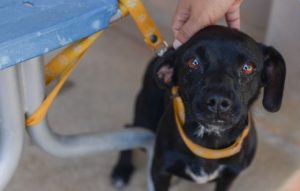 Portal Jaciara Barros – Um cachorro preto com guia amarela, devidamente imunizado, recebe carinho próximo a um banco azul. – Portal Jaciara Barros