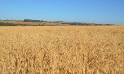 Plantio de trigo