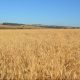 Plantio de trigo