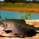 Peixe tambaqui