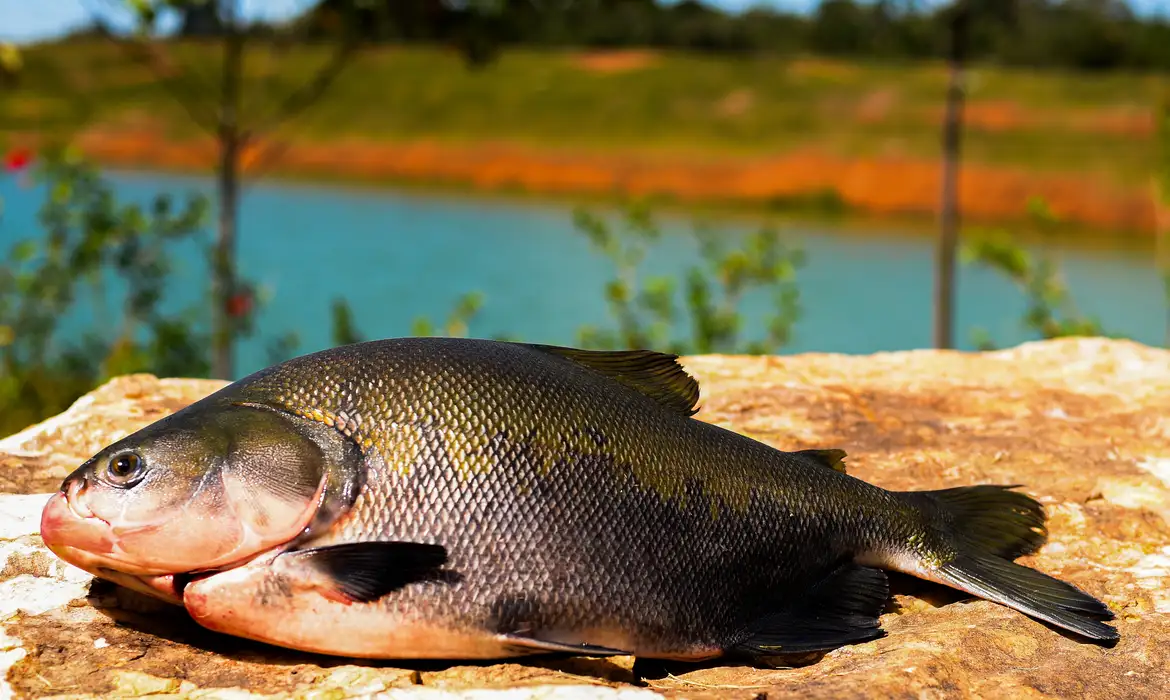 Com total apoio da Prefeitura, Associação de Aquicultores de Porto Nacional recebe cessão de lago para criação de peixes 35 Peixe tambaqui