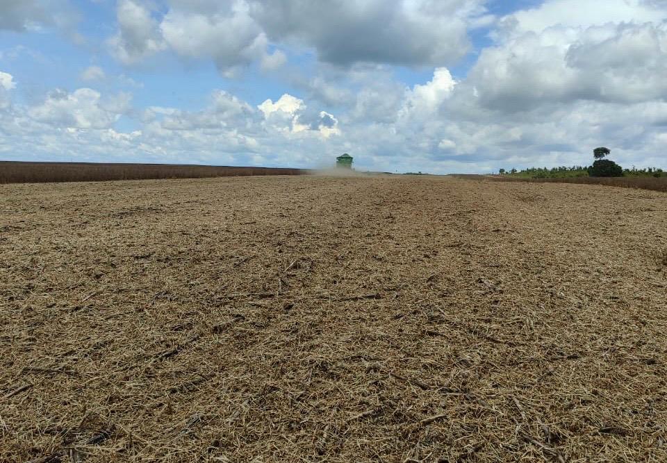 Colheita finalizada: Frísia orienta produtores sobre os próximos passos no campo 35 Fim de colheita