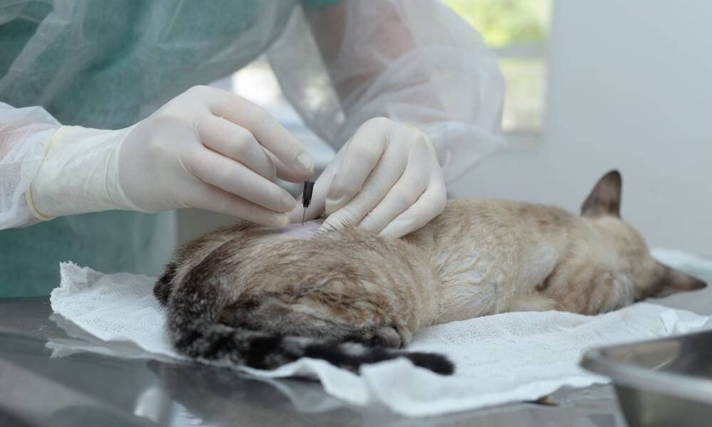Profissional realiza procedimento de castração em cão durante o mutirão do projeto Tocantins Amigo do Pet, em Aliança do Tocantins.