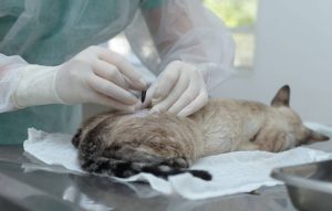 Profissional realiza procedimento de castração em cão durante o mutirão do projeto Tocantins Amigo do Pet, em Aliança do Tocantins.