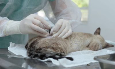 Profissional realiza procedimento de castração em cão durante o mutirão do projeto Tocantins Amigo do Pet, em Aliança do Tocantins.