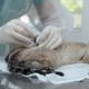 Profissional realiza procedimento de castração em cão durante o mutirão do projeto Tocantins Amigo do Pet, em Aliança do Tocantins.