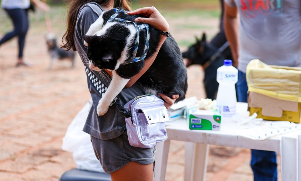 Vacinação antirrábica para cães e gatos