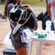 Vacinação antirrábica para cães e gatos