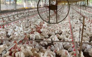 Doenças foram descartadas no plantel de aves do Tocantins - Foto: Governo do Tocantins