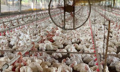 Doenças foram descartadas no plantel de aves do Tocantins - Foto: Governo do Tocantins