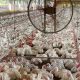 Doenças foram descartadas no plantel de aves do Tocantins - Foto: Governo do Tocantins