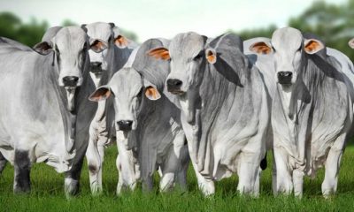 Evento reúne os campeões da Prova de Ganho de Peso