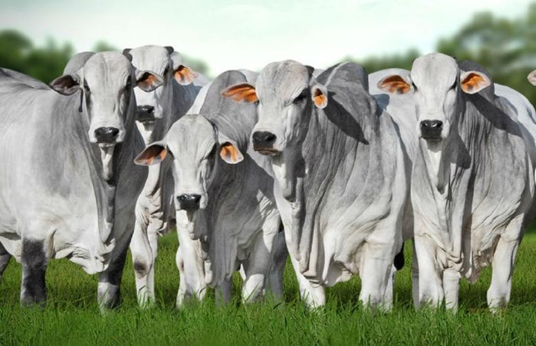 Genética de excelência será destaque no 1º Leilão Nelore Tocantins durante a 50ª Expo Gurupi 38 Evento reúne os campeões da Prova de Ganho de Peso