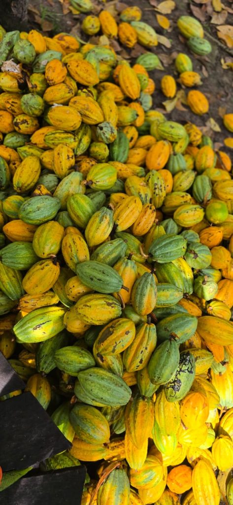 Frutos do cacau após a colheita