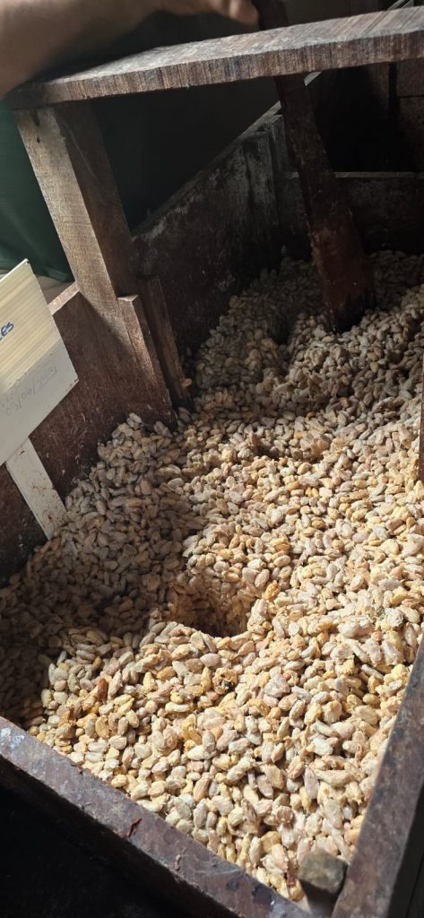 Fases do processamento para transformar o cacau em chocolate.