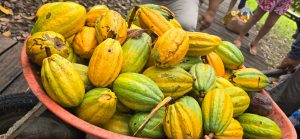 Demonstração do processo para jornalistas