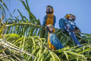 Araras-canindé observadas em área urbana de Palmas durante o período reprodutivo – Foto: Lia Mara