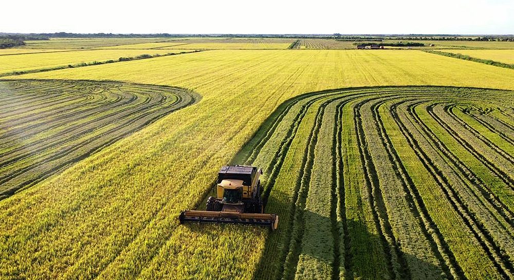 Produção de arroz no Tocantins abastece o mercado interno e exporta para o Norte e o Nordeste - Foto: Alfredo Junio