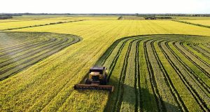 Produção de arroz no Tocantins abastece o mercado interno e exporta para o Norte e o Nordeste - Foto: Alfredo Junio