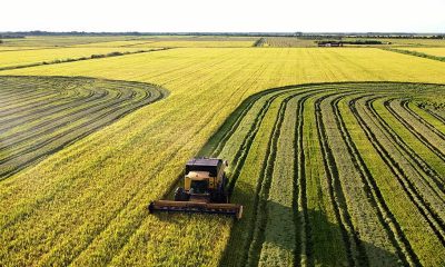 Produção de arroz no Tocantins abastece o mercado interno e exporta para o Norte e o Nordeste - Foto: Alfredo Junio