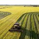 Produção de arroz no Tocantins abastece o mercado interno e exporta para o Norte e o Nordeste - Foto: Alfredo Junio