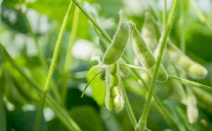 No Tocantins, o plantio da nova safra de soja sequeiro começa dia 1º de outubro - Foto: Keven Lopes/Governo do Tocantins