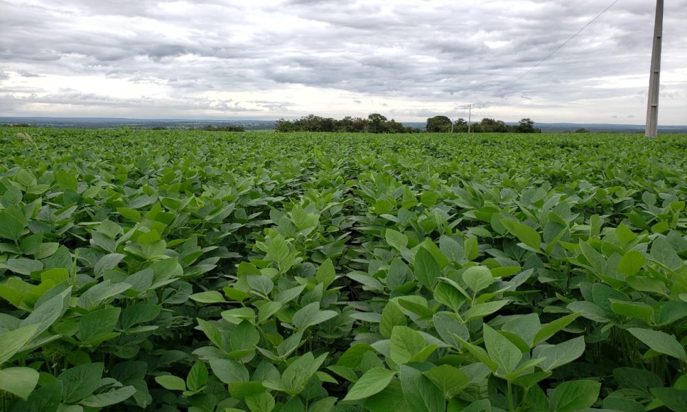 Safra 2025/26 de soja no Tocantins começa com aumento de área e previsão de 5,76 milhões de toneladas, mas produtores enfrentam desafios de custos, crédito e logística.