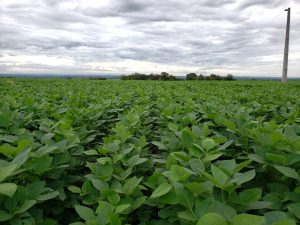 Safra 2025/26 de soja no Tocantins começa com aumento de área e previsão de 5,76 milhões de toneladas, mas produtores enfrentam desafios de custos, crédito e logística.