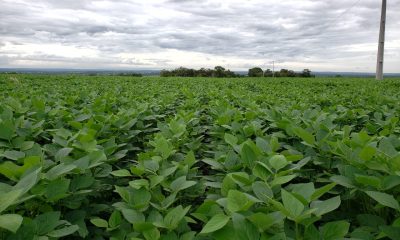 Safra 2025/26 de soja no Tocantins começa com aumento de área e previsão de 5,76 milhões de toneladas, mas produtores enfrentam desafios de custos, crédito e logística.