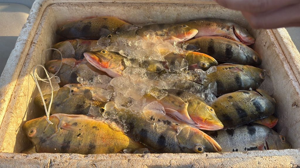 Pescado apreendido doado à comunidade