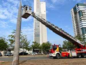 Bombeiros utilizam auto-escada para resgatar arara-canindé presa em palmeira — Foto: Divulgação/CBMTO