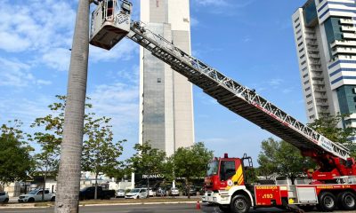 Resgate de arara em Palmas mobiliza equipe do Corpo de Bombeiros – Portal Jaciara Barros Bombeiros utilizam auto-escada para resgatar arara-canindé presa em palmeira — Foto: Divulgação/CBMTO