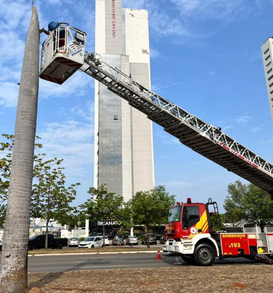 Bombeiros utilizam auto-escada para resgatar arara-canindé presa em palmeira — Foto: Divulgação/CBMTO