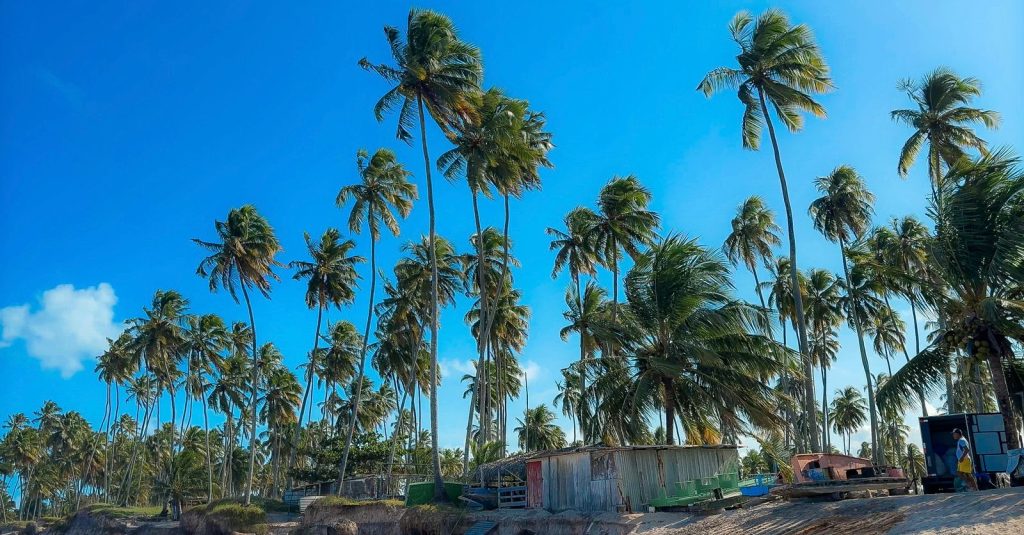 A presença de coqueiros pontuando a paisagem  é uma constante nas praias de Maceió. Foto: Lana Saganfredo
