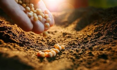 Chuvas irregulares atrasam plantio da soja no Tocantins e acendem alerta para a safrinha de 2026 – Portal Jaciara Barros mao cheia de soja