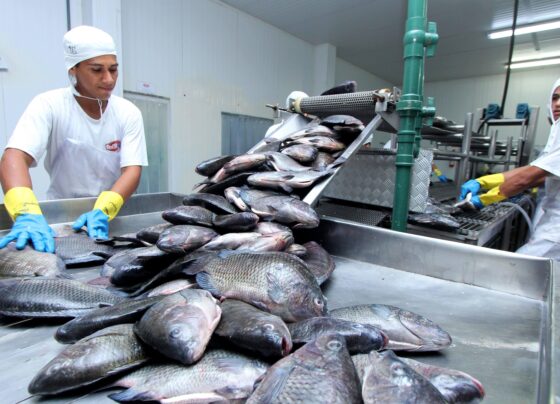 Resultado coloca o Tocantins entre os 10 estados brasileiros com a menor taxa de desemprego desde o início da série histórica da pesquisa, em 2012 (Crédito foto: Ademir dos Anjos/Governo do Tocantins)