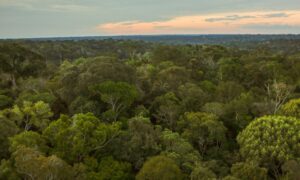 Demarcações fortalecem a proteção climática, a diversidade sociocultural e a justiça ambiental - Foto: Agência Brasil