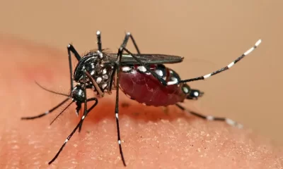 Dia D contra a dengue