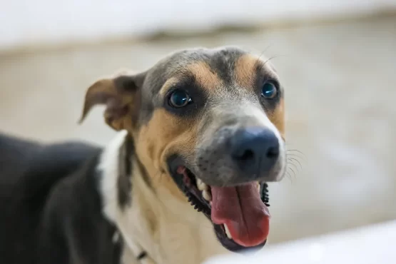 Prefeitura de Palmas orienta tutores sobre cuidados essenciais para viajar com pets – Portal Jaciara Barros Viajar com pets