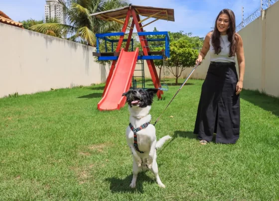 Política de proteção animal transforma vidas em Palmas