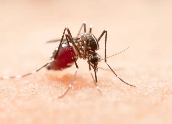 dengue