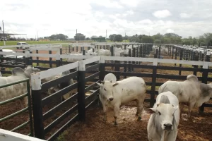 rastreabilidade bovina