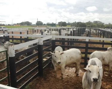 rastreabilidade bovina