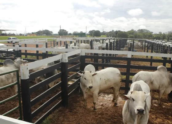 rastreabilidade bovina