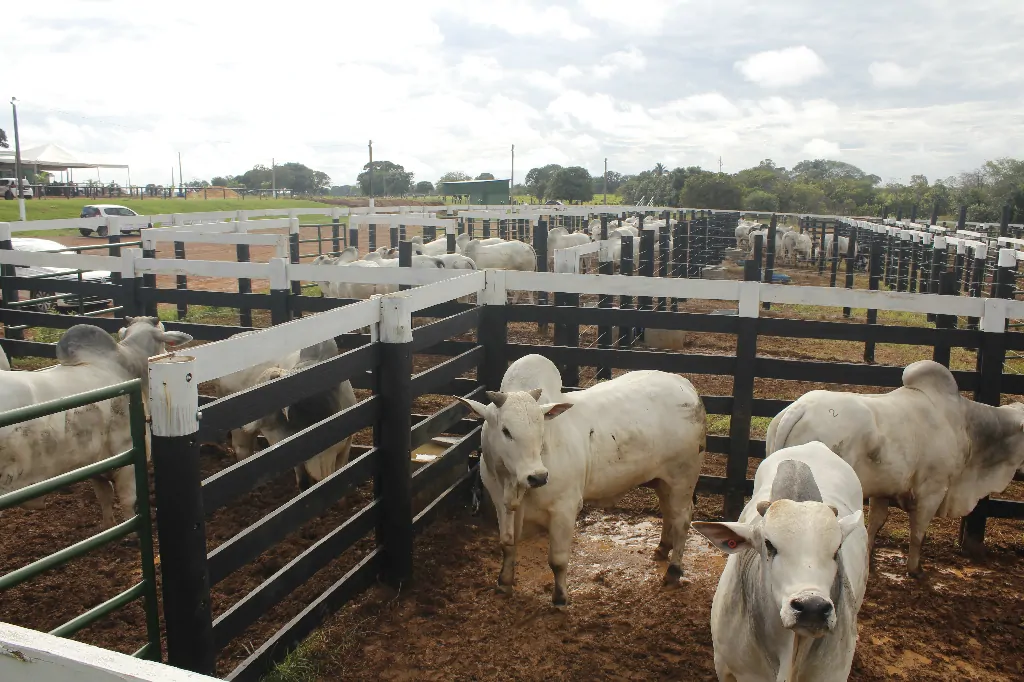 rastreabilidade bovina