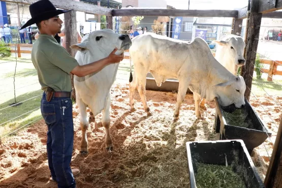 Mais de 600 animais movimentam a Agrotins 2026