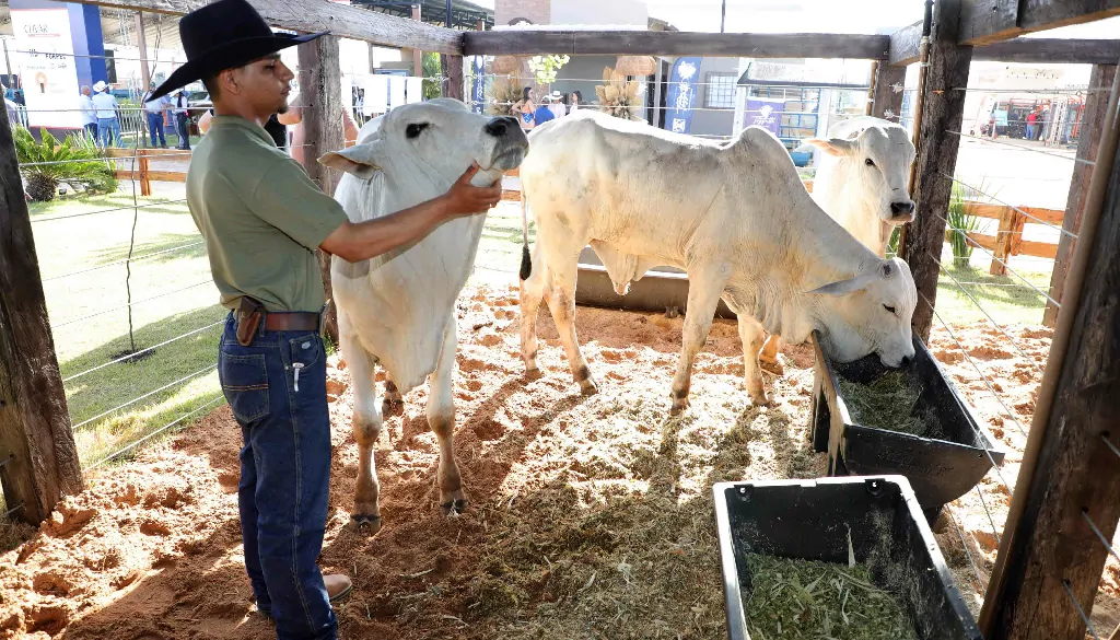Mais de 600 animais movimentam a Agrotins 2026