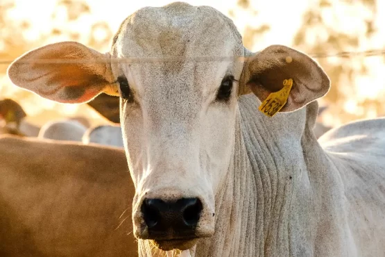 Agrotins 2026 fortalece rastreabilidade no agro – Portal Jaciara Barros Agrotins 2026 rastreabilidade