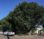 poda de árvore em Palmas