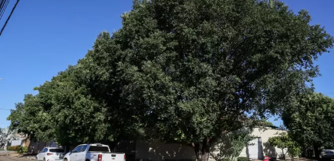 poda de árvore em Palmas
